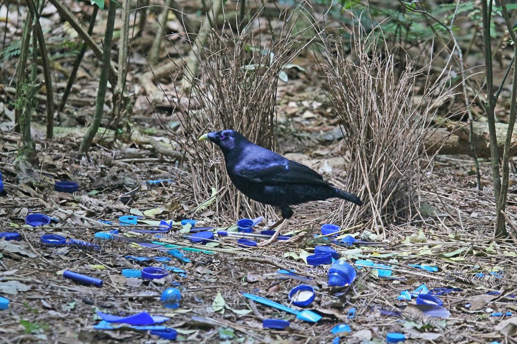 On bowerbirds, process, and happiness.